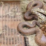 Amazing video of snakes