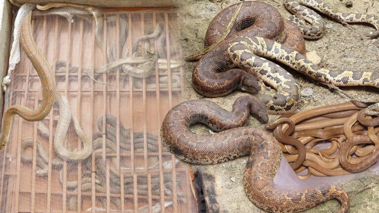Amazing video of snakes