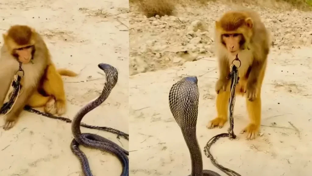 Cobra vs Monkey Fight Video
