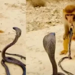 Cobra vs Monkey Fight Video