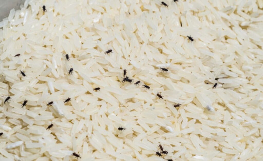 Rice Storage Tips