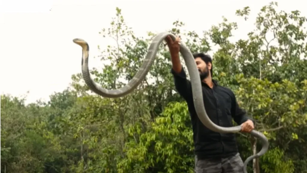 king cobra ka viral video