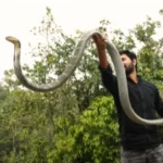 king cobra ka viral video