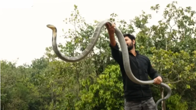 king cobra ka viral video