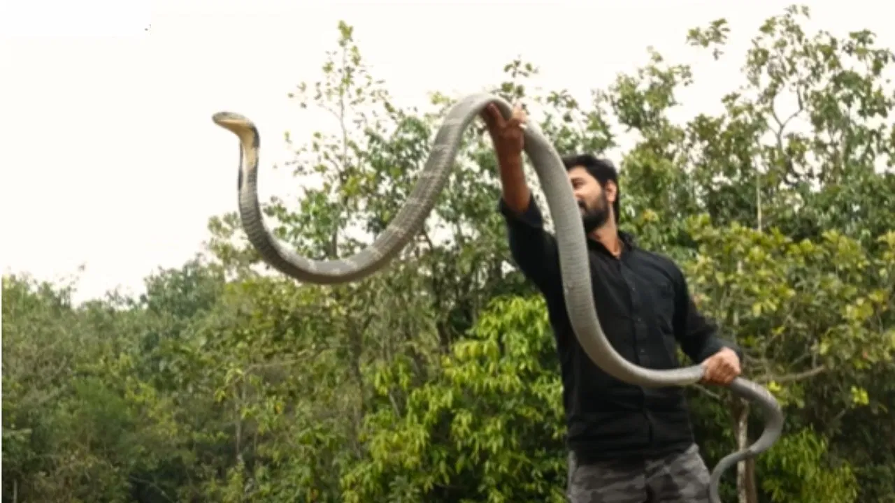 king cobra ka viral video