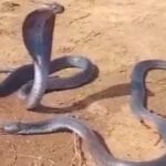 shock you viper death grief nagin