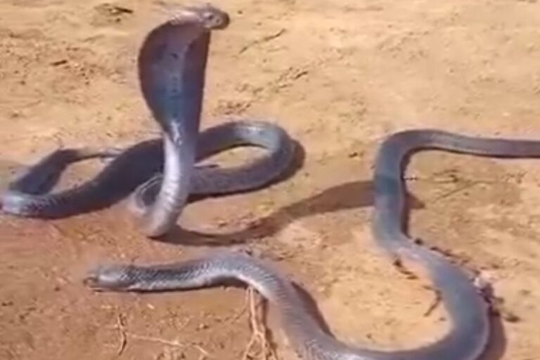 shock you viper death grief nagin